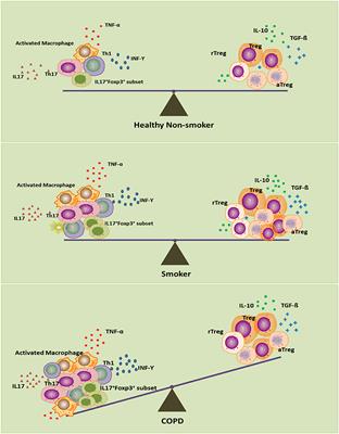 Frontiers | Role of Regulatory T Cells in Disturbed Immune Homeostasis